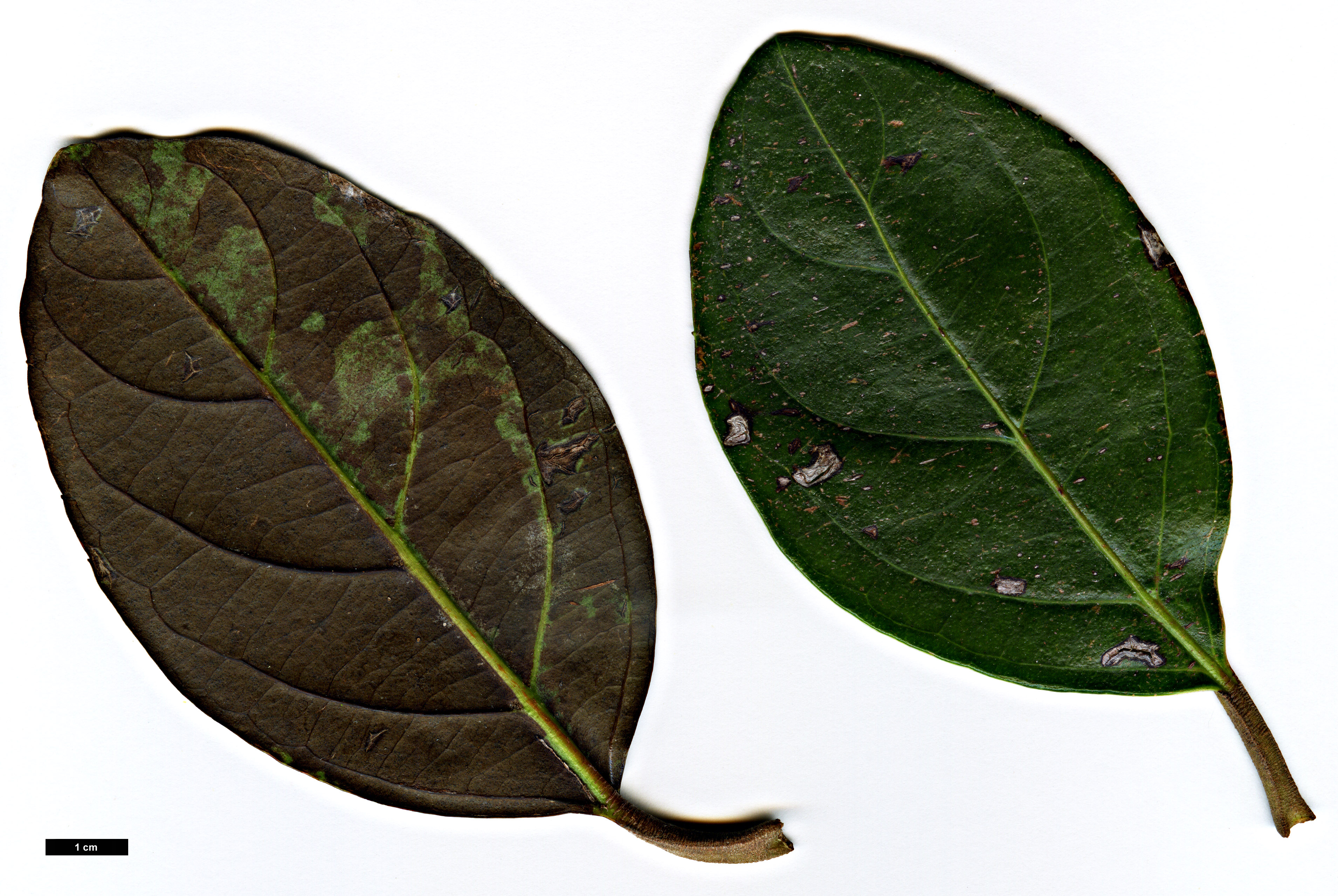 High resolution image: Family: Adoxaceae - Genus: Viburnum - Taxon: odoratissimum - SpeciesSub: var. odoratissimum